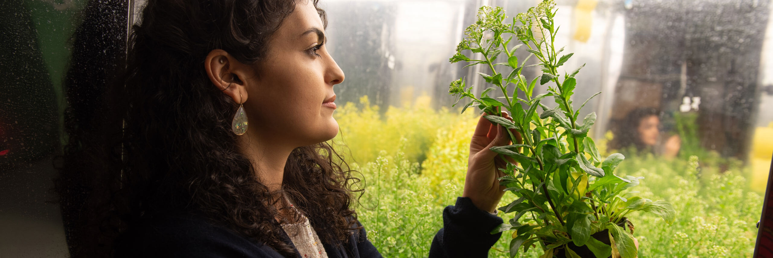 Researcher inspects the buds of a plant she is holding.