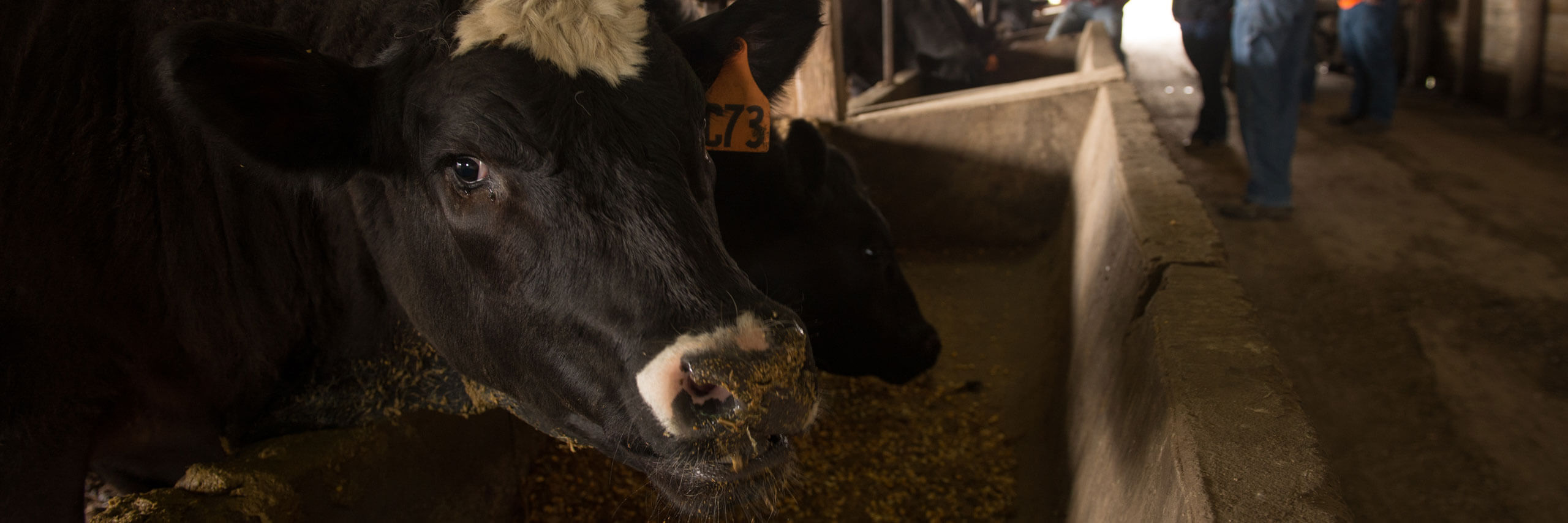 Cows at the University Farm